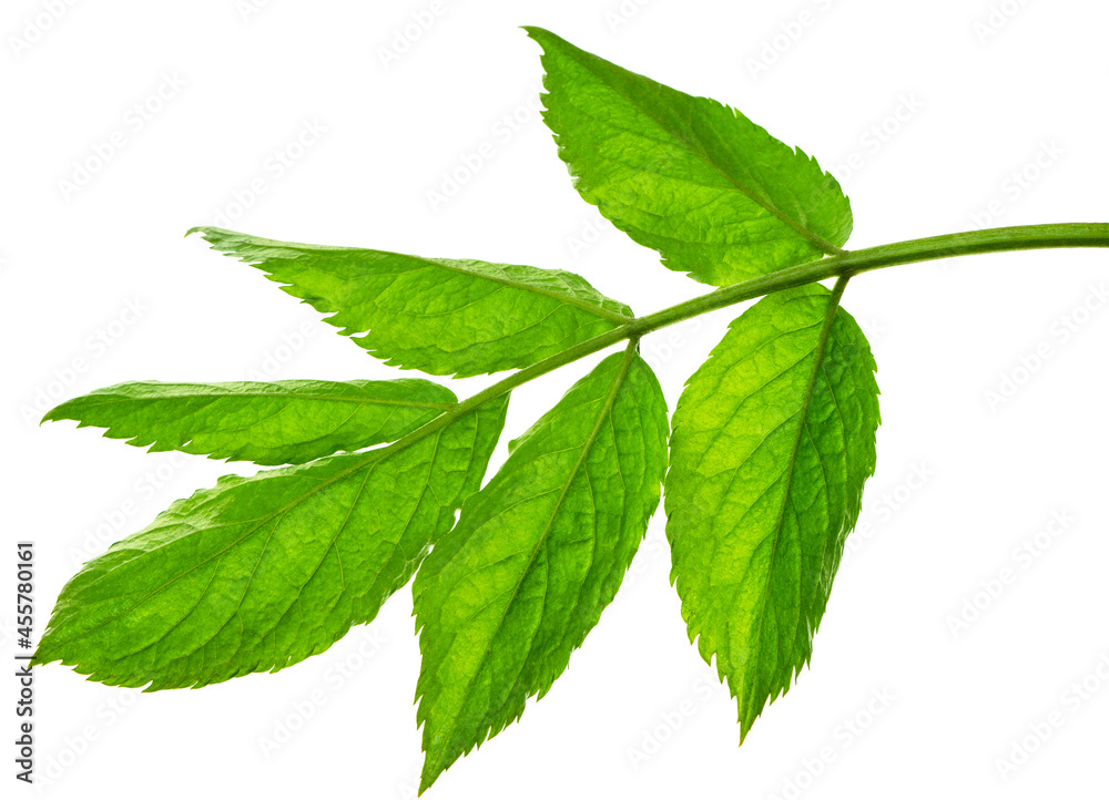 Green spring leaf. Fresh plants, garden botanical greens, herbs and leaves isolated on white. elderberry leaf Green spring leaf. Fresh plants, garden botanical greens, herbs and leaves isolated on white. elderberry leaf