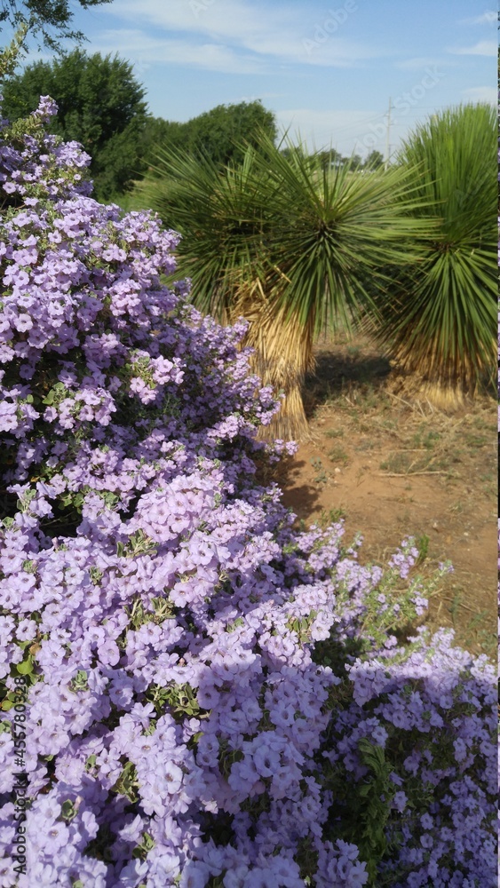 Obraz premium West Texas gardem