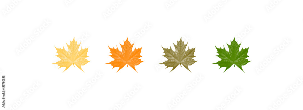 Leaves. Autumn is yellow. Colorful colors. On white background.
