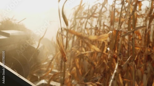 Combine removes the corn crop in the field. Combine header crushes corn stalks close-up. sunset photo