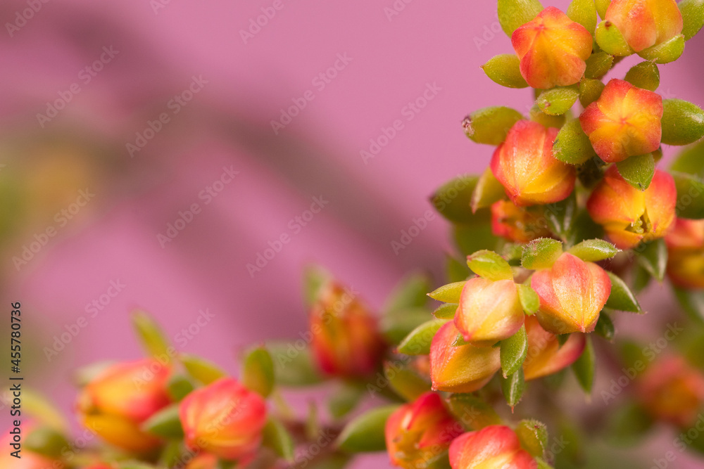 small beautiful flowers in the foreground with abstract background small beautiful flowers in the foreground with abstract background
