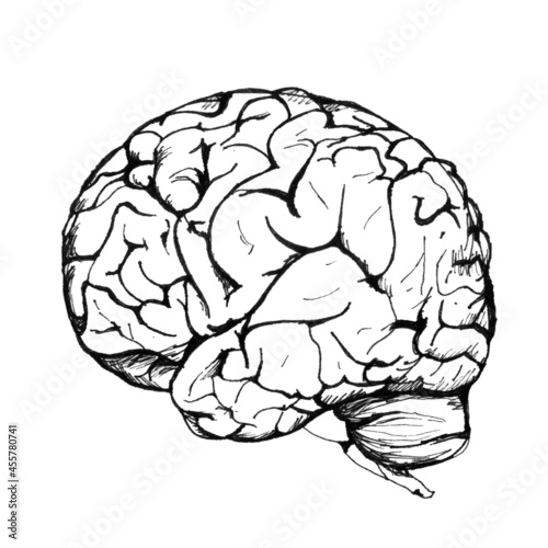 An image of a human brain on a white background. Drawing two hemispheres of the brain