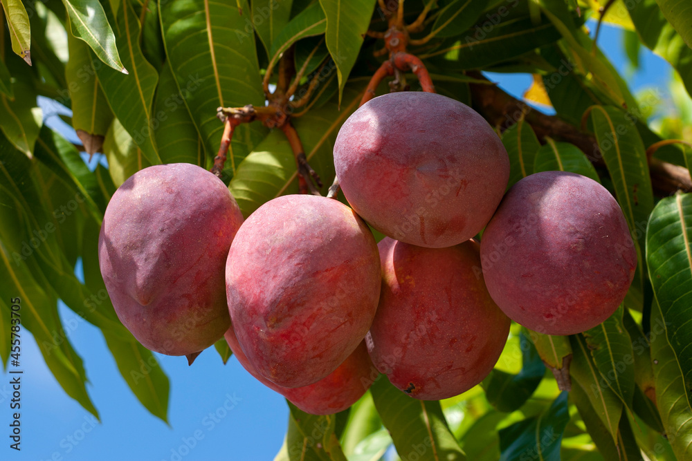 Foto de cacho de manga madura tipo rosa no pé de mangueira do Stock | Adobe  Stock