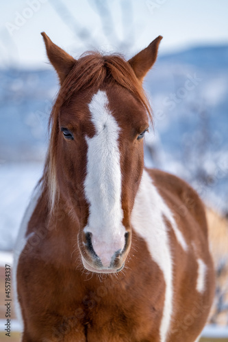 portrait of a horse © Александр Ульман