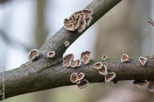 Schizophyllum commune species of gilled fungus on wood branch in the forest in daylight photo
