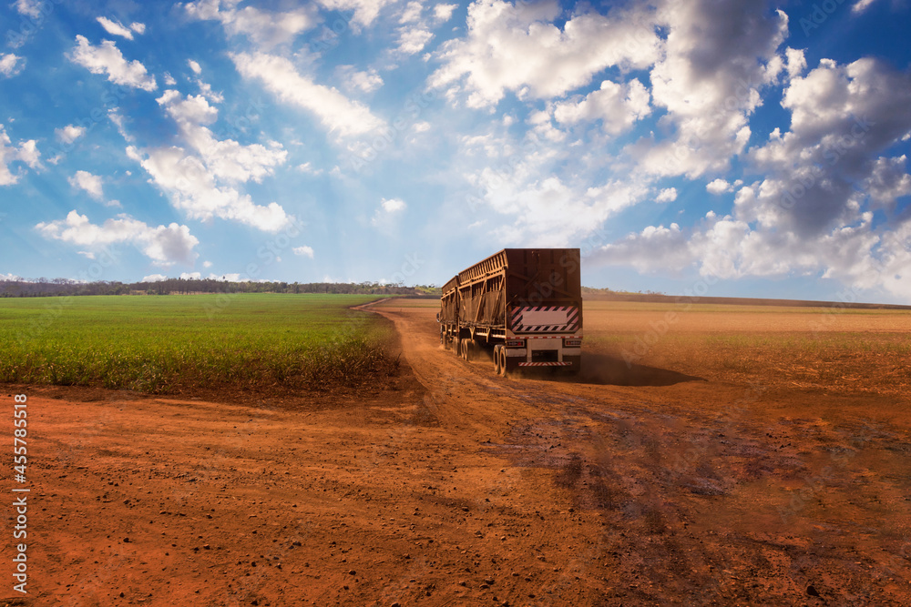 Fototapeta premium Truck on farmland countryside transporting sugar cane to the mill on a cloudy day. South America agricultural economy image concept.