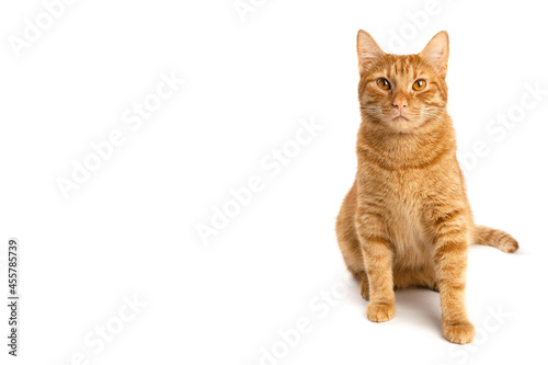 Portrait of ginger kitten isolated on white background with space for text. Cat looks up. Copy space. Banner.