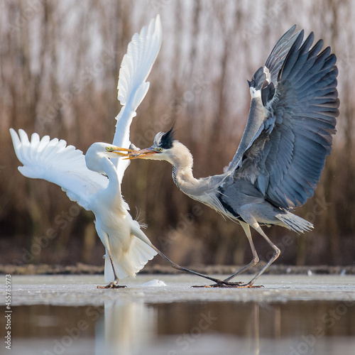 Great Egret (Egretta garzetta) and Grey Heron (Ardea cinerea) fighting over a fish on an ice-covered lake