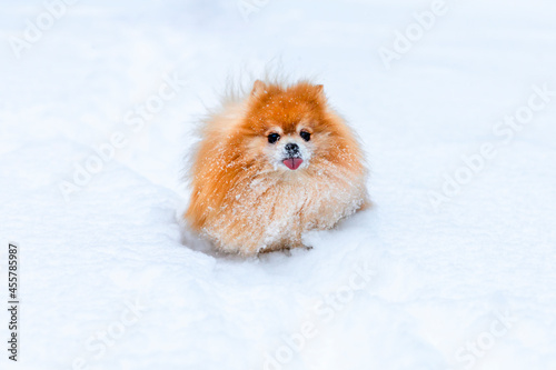 Happy dog ginger red pomeranian spitz with tongue running, playing in snow  on nature in park in winter. Pet in wintertime © Елена Якимова