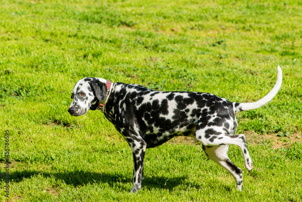 Dalmatian breed dog scratching in the field