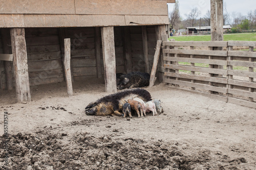 Little Piglets suckling at sow ecofarm, pig feeds piglets at barn. photo