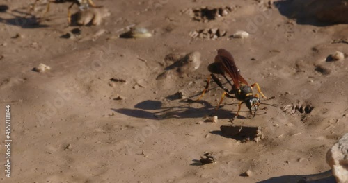The close-up of the yellow-legged mud-dauber wasp (Sceliphron caementarium) photo