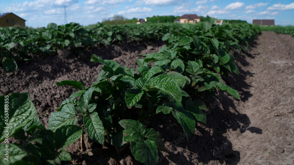 Young potatoes araste tv field. Potatoes in the garden. green potato leaves Young potatoes araste tv field. Potatoes in the garden. green potato leaves