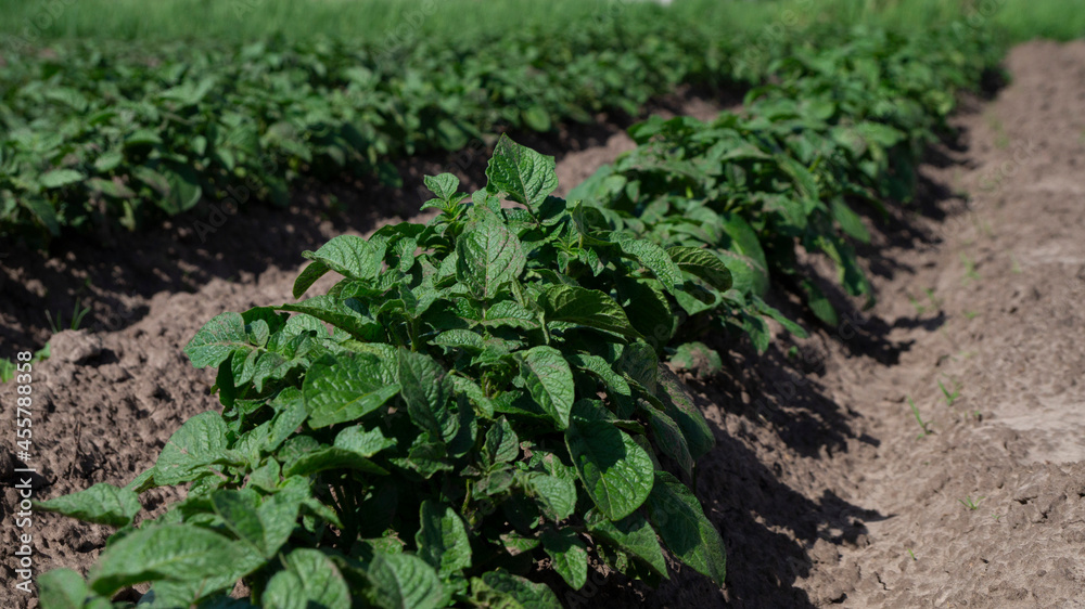 Obraz premium Young potatoes araste tv field. Potatoes in the garden. green potato leaves