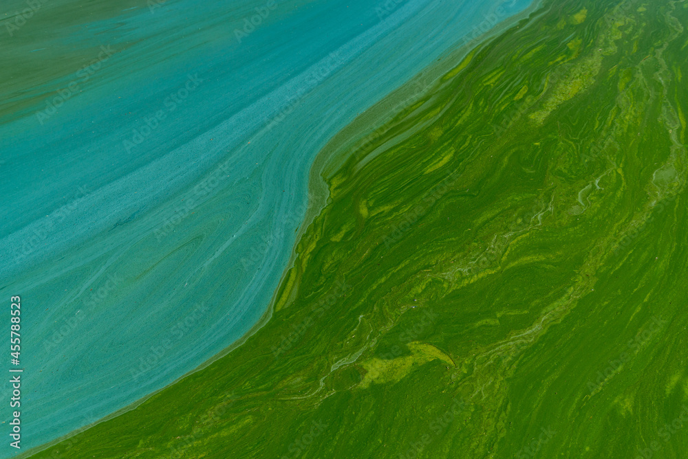 Blue-green abstract background close-up. Water pollution by blooming algae Cyanobacteria is environmental problem. Water bodies, rivers and lakes with harmful algal blooms. Ecology. Polluted nature.