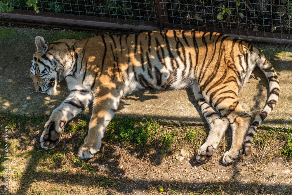 Obraz premium The Republic of Crimea. July 17, 2021. A tigress sleeps in an enclosure on the grass in the Taigan Lion Park in the city of Belogorsk.