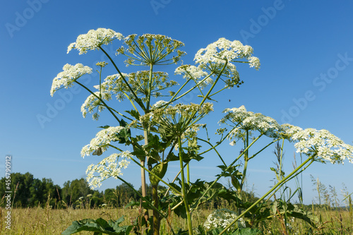 Foto Hogweed