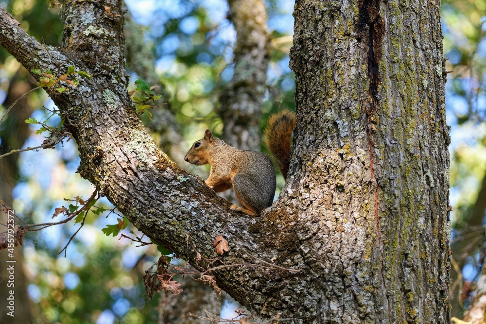 Squirrel in large oak tree Squirrel in large oak tree