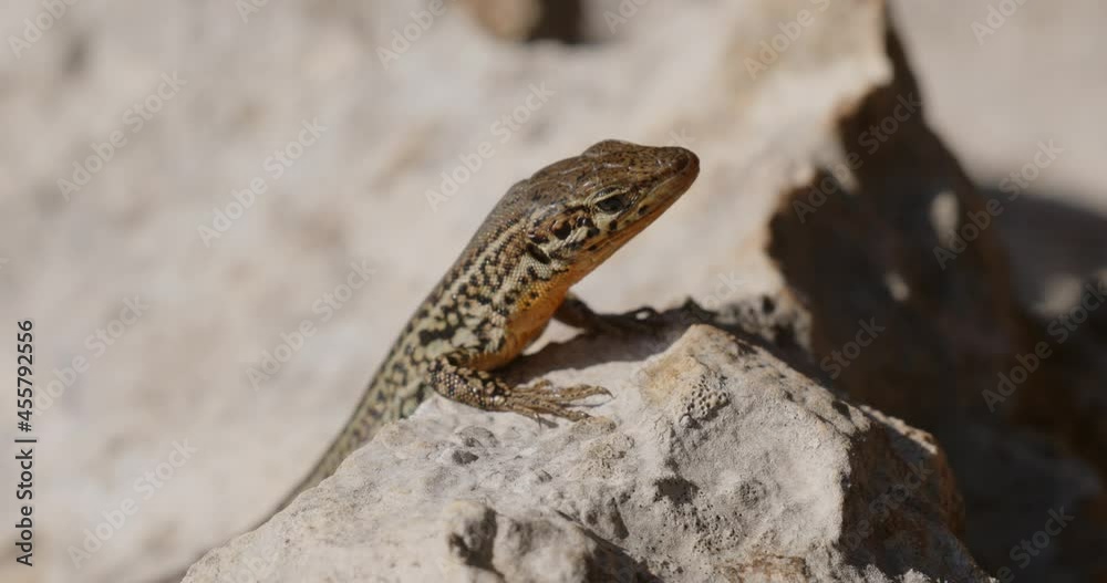Dalmatian wall lizard from Brijuni National Park Dalmatian wall lizard from Brijuni National Park