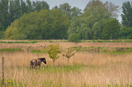 the lonely horse