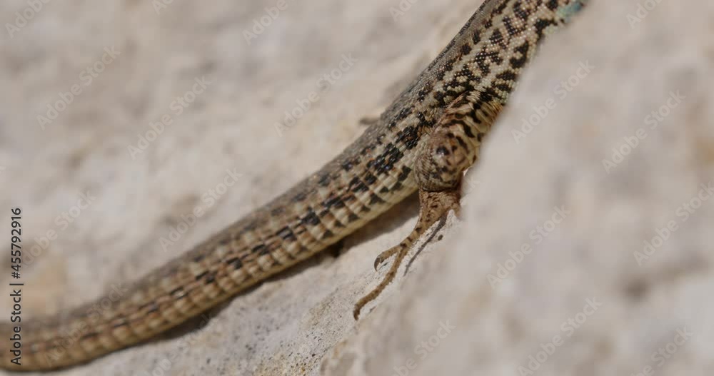 Dalmatian wall lizard (Podarcis melisellensis) from Mljet island Dalmatian wall lizard (Podarcis melisellensis) from Mljet island
