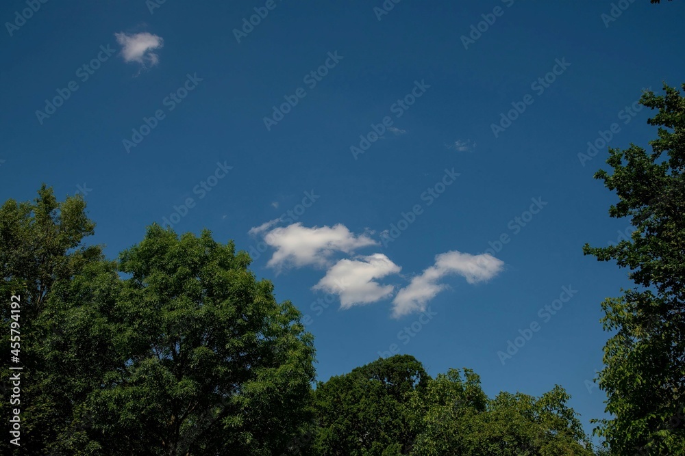 soft clouds on blue sky above green tree tops in summer