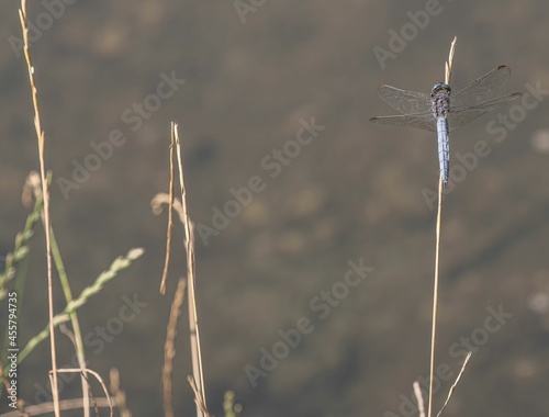 blue dragonfly is sitting on a brown grass stick in the summer sun © Erich