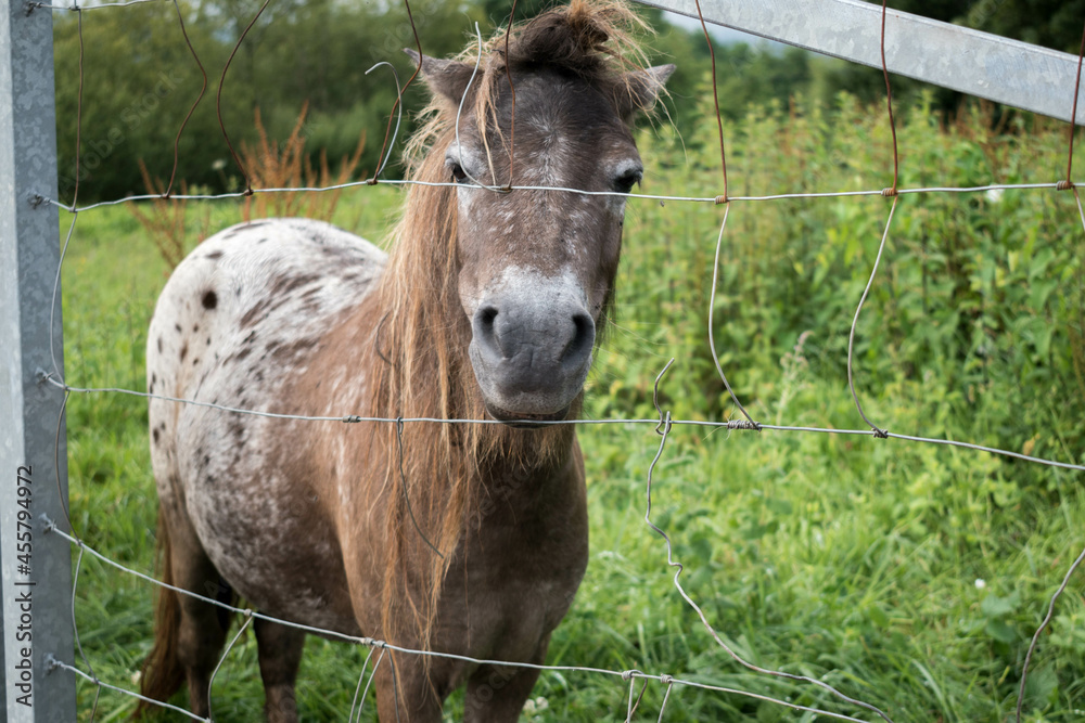 Fototapeta premium pony through a fence