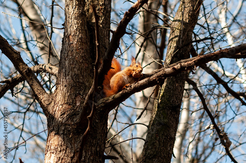 squirrel on tree © Ruslan
