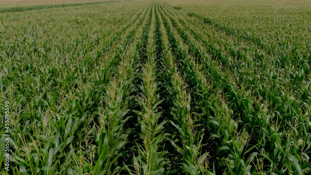 4K, UHD aerial clip of a crops field in rural area, agricultural concept. Corn field inspection. 4K, UHD aerial clip of a crops field in rural area, agricultural concept. Corn field inspection.