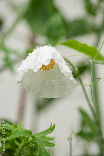 matilija poppy flower in rain..