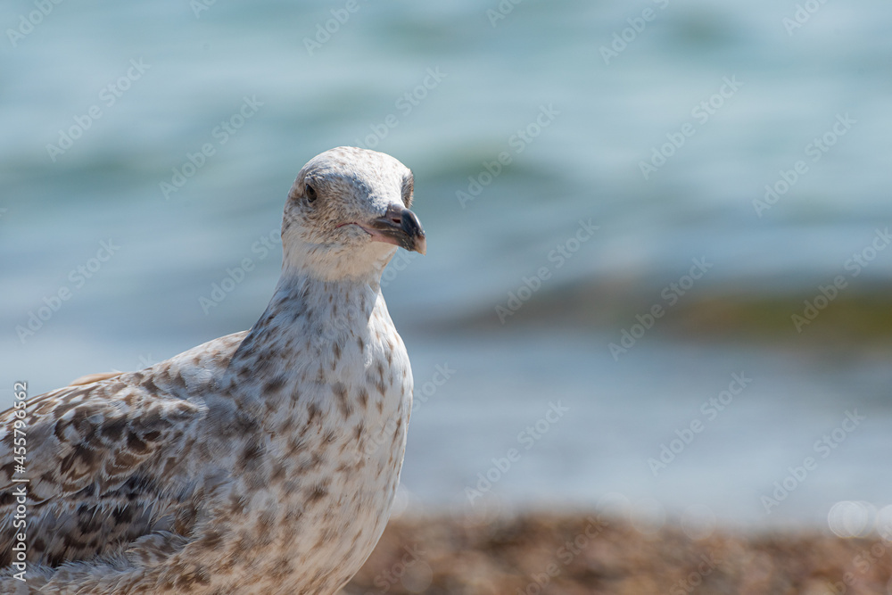 Young seagull walking on a sand beach.. Young seagull walking on a sand beach..