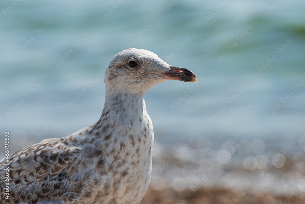 Young seagull walking on a sand beach.. Young seagull walking on a sand beach..
