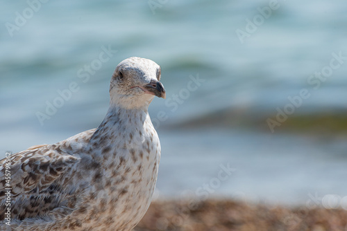 Young seagull walking on a sand beach.. © Trygve