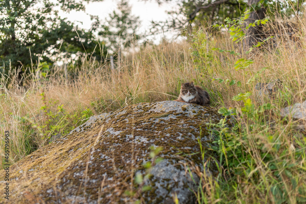 Naklejka premium White, brown and black long haired cat resting on a warm stone..