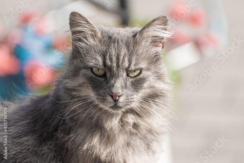 Grey long haired cat looking into the camera..
