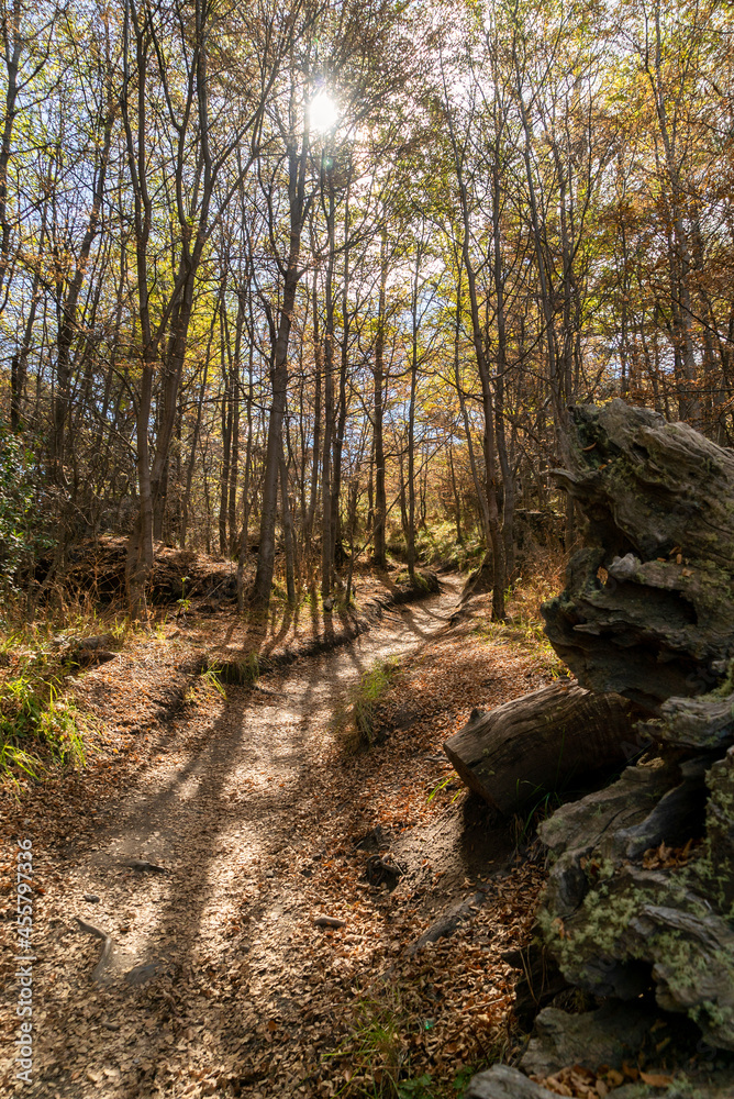 Fototapeta premium Beautiful forests of patagonia. walking along the trails you will find these forests.