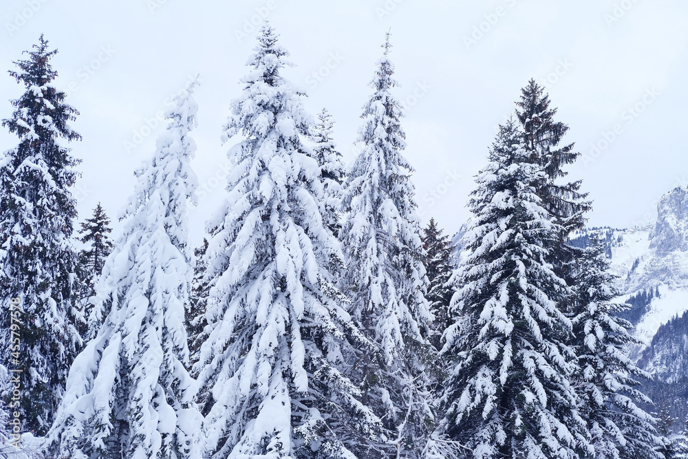 beautiful winter landscape, snow-covered fluffy fir trees, snowfall in the mountains, panorama of mountain peaks, the Swiss Alps in the snow, walks in the winter white forest