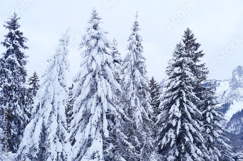 beautiful winter landscape, snow-covered fluffy fir trees, snowfall in the mountains, panorama of mountain peaks, the Swiss Alps in the snow, walks in the winter white forest © kittyfly
