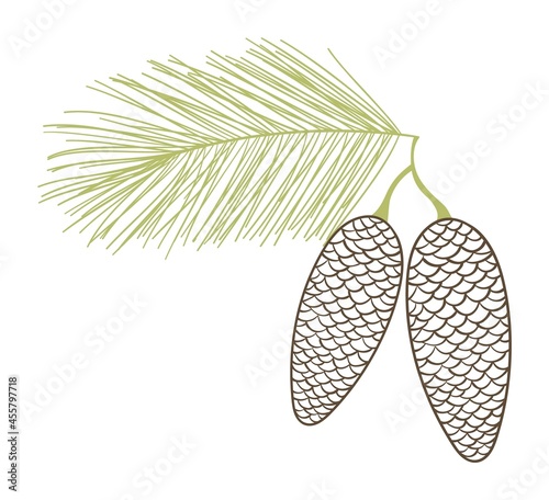 Isolated Fir Tree Branch with Cones. Vector Spruce Branch with Cones