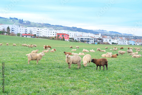 black and white sheep graze in meadow, houses are visible in background, concept of economics, agriculture, breeding © kittyfly