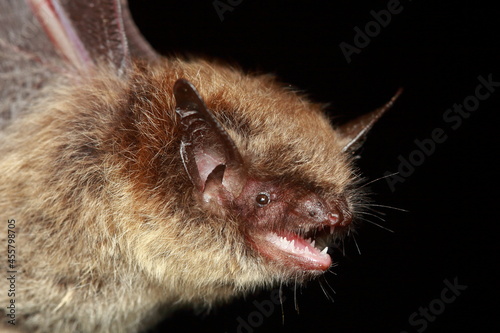 Brandt's bat (Myotis brandtii) portrait in natural habitat photo