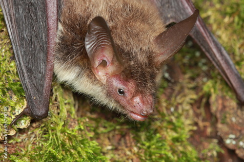 Bechstein's bat (Myotis bechsteinii) portrait in natural habitat photo