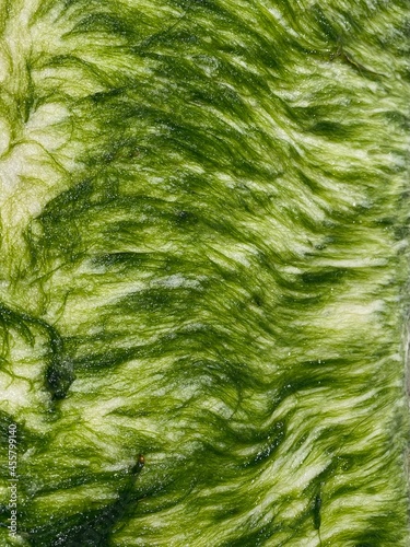 abstract background of mossy rock
