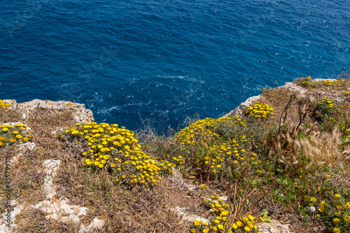 Küstenstrandstern auf Felsen am Meer, Mallorca, Spanien photo