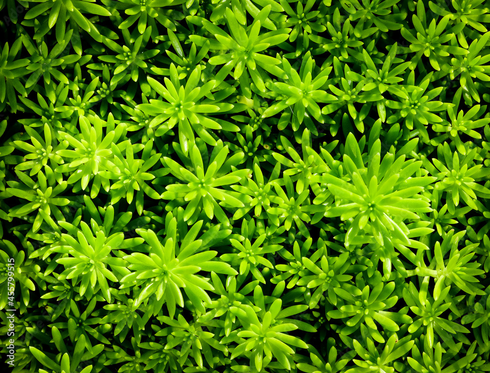 Close-up of green plants against sunlight