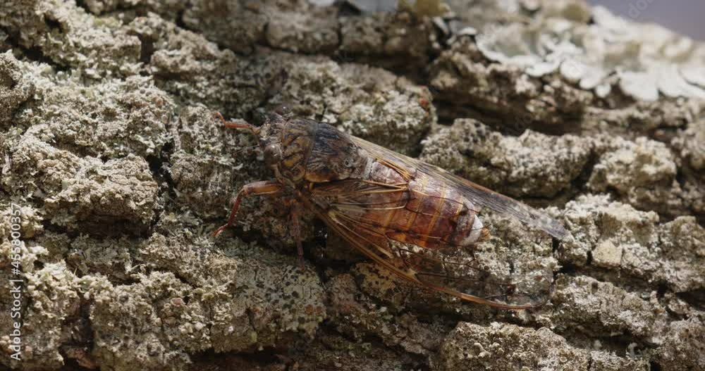 The close-up of Lyristes plebejus Cicada on a pine tree The close-up of Lyristes plebejus Cicada on a pine tree