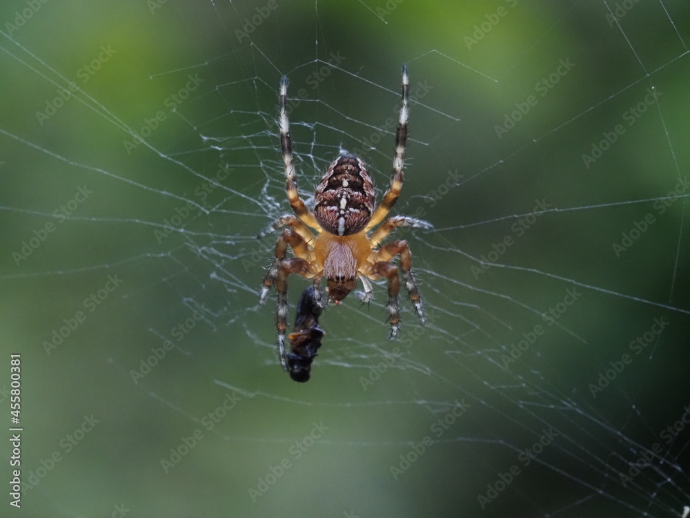 Makro Aufnahme einer Kreuzspinne mit ihrer Beute im Spinnennetz Makro Aufnahme einer Kreuzspinne mit ihrer Beute im Spinnennetz