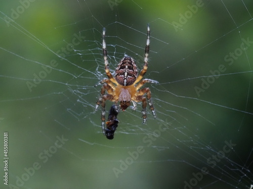 Makro Aufnahme einer Kreuzspinne mit ihrer Beute im Spinnennetz