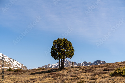 Landscape of High Mountain with one tree in the middle